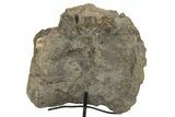 Fossil Theropod Dinosaur Vertebra w/ Metal Stand - Colorado #304880-3